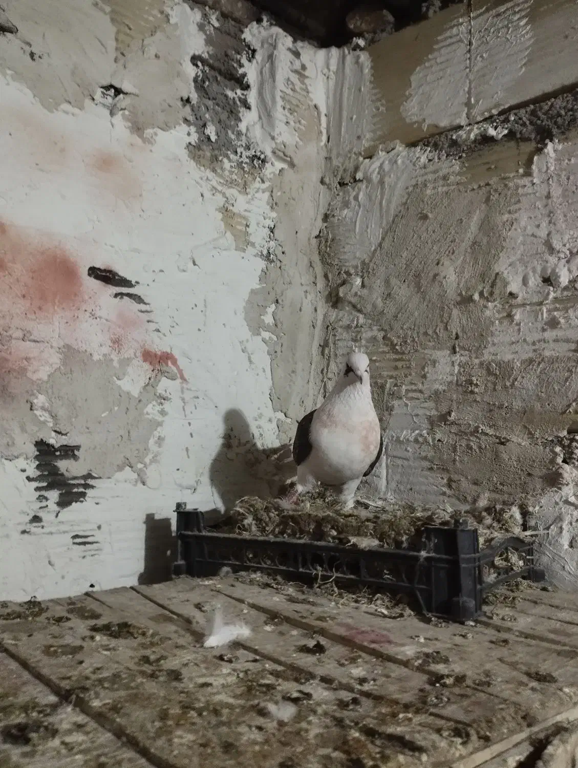 حیون شب گیری|حیوانات|شاهرود, |دیوار