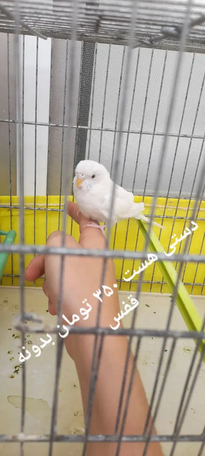 مرغ عشق|پرنده|سراب, |دیوار