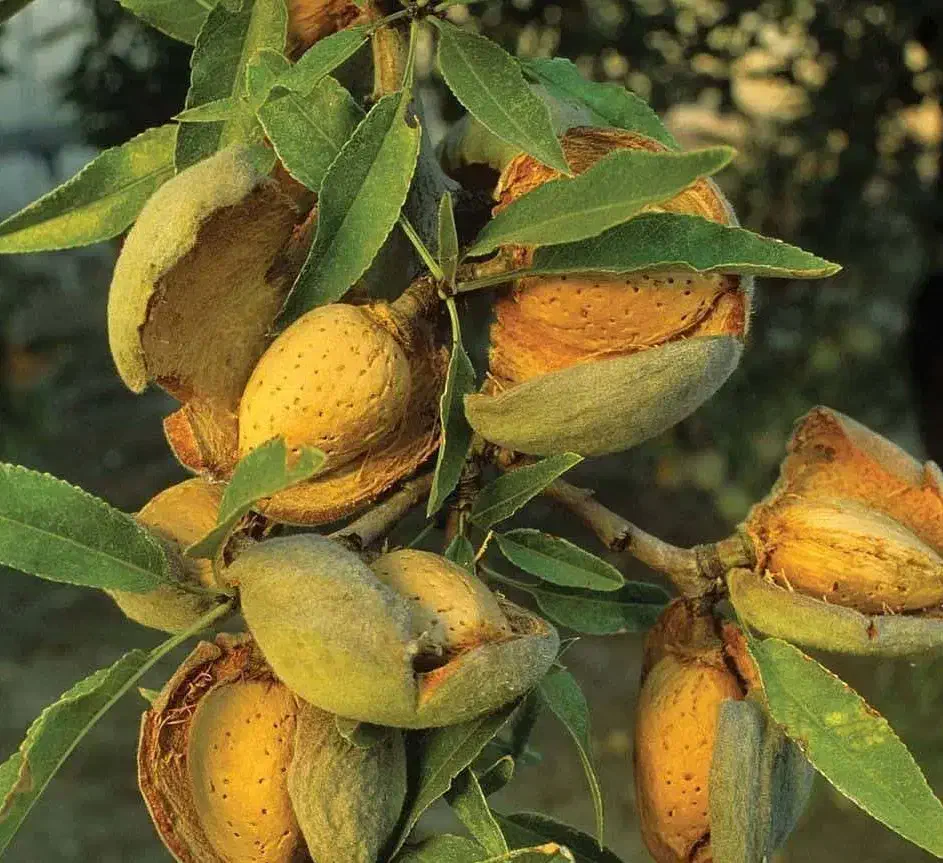 ارائه نهال بادام سوپر نوا به قیمت ۵۰ هزار تومان|خدمات باغبانی و درختکاری|بوکان, |دیوار