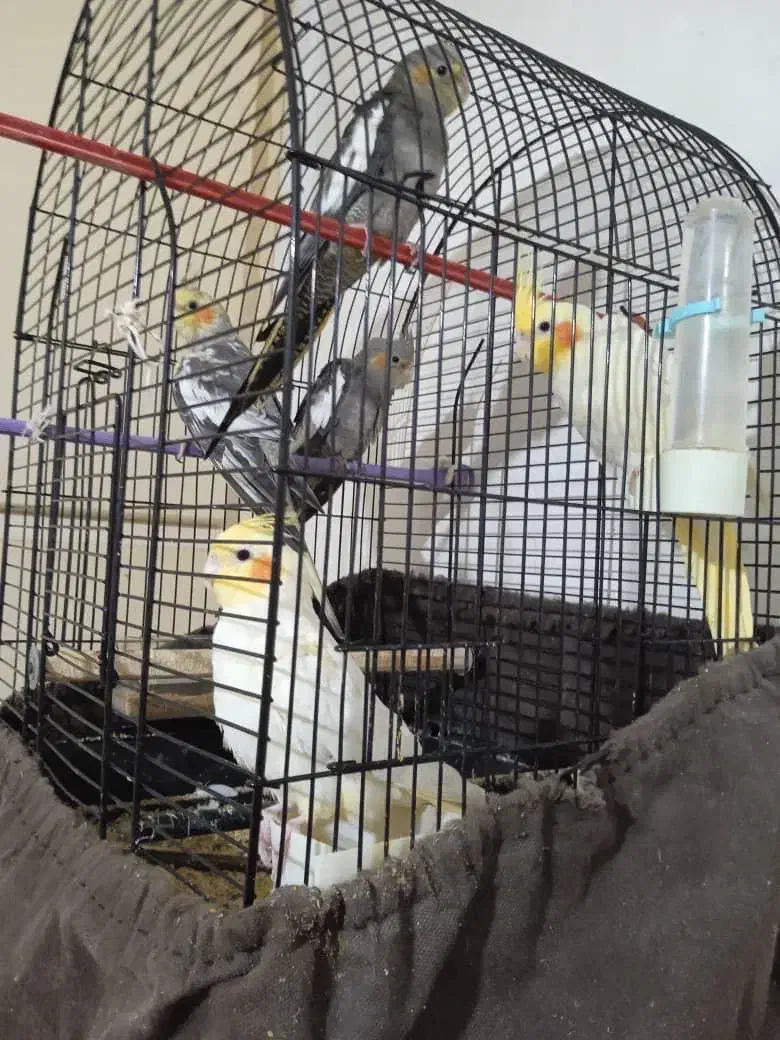 جوجه عروس هلندی|پرنده|رشت, چمارسرا|دیوار