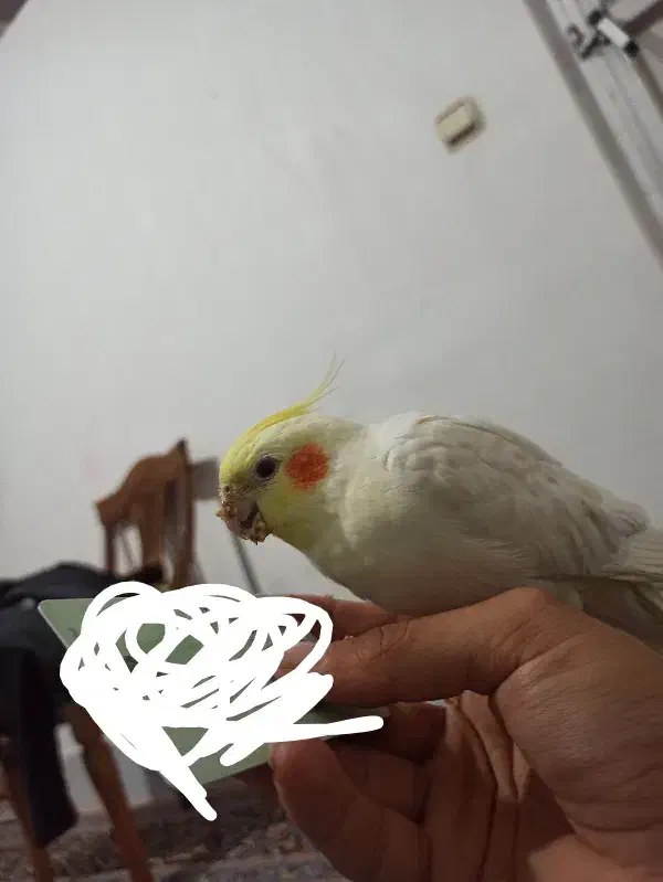 عروس لوتینو گم شده|حیوانات|بیرجند, |دیوار