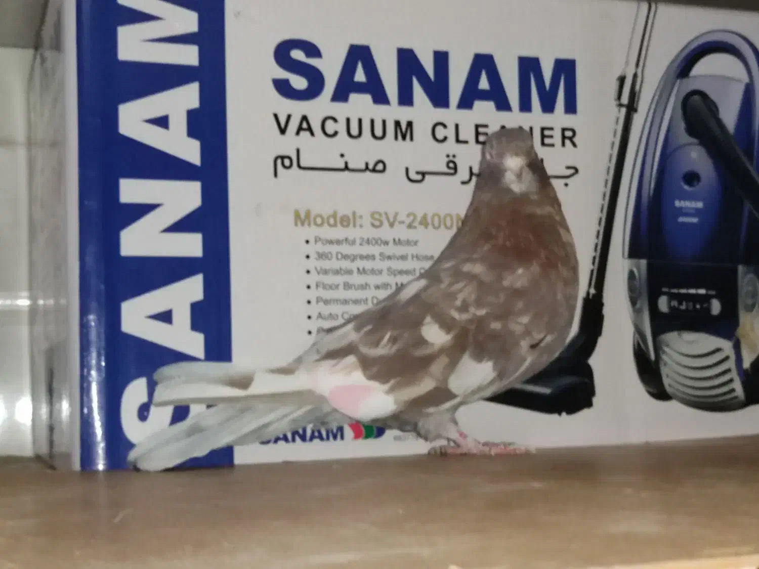 نر سرور پرشی|پرنده|قم, زند آباد|دیوار