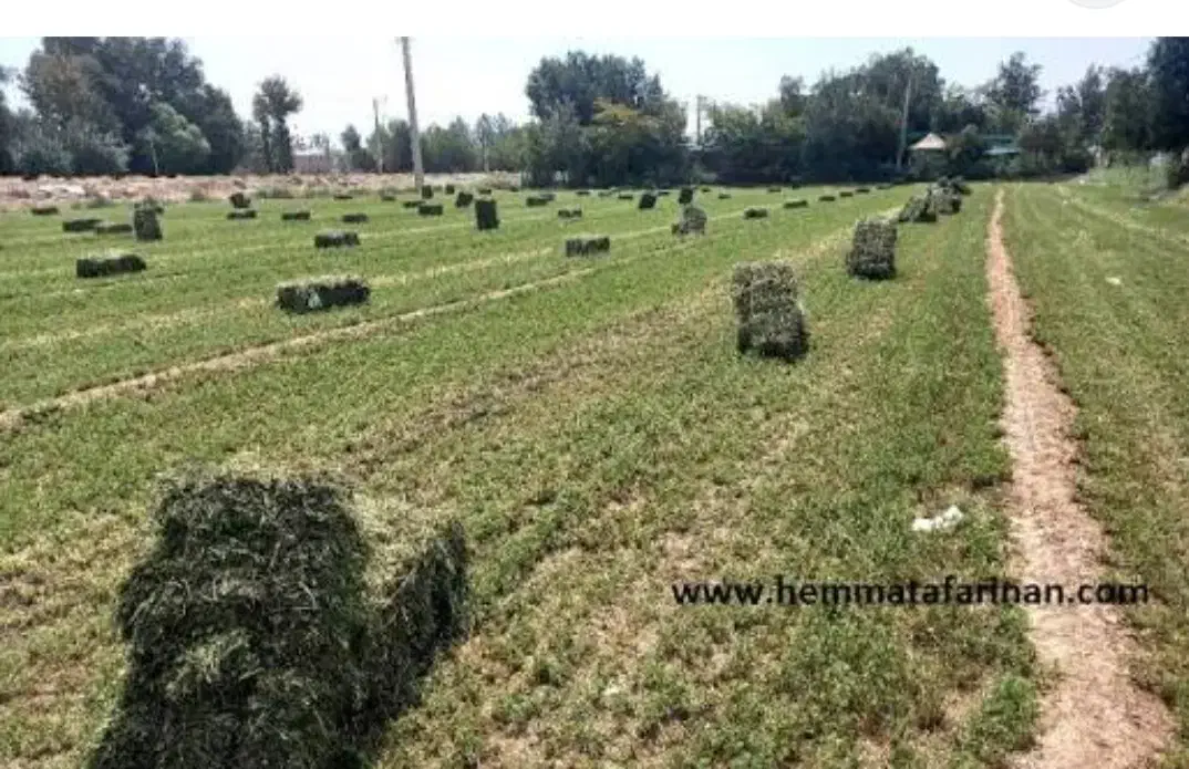 یونجه|عمده‌فروشی|مشهد, شترک|دیوار