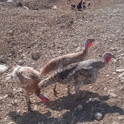 بوقلمون یکساله|حیوانات مزرعه|ماهیدشت, |دیوار