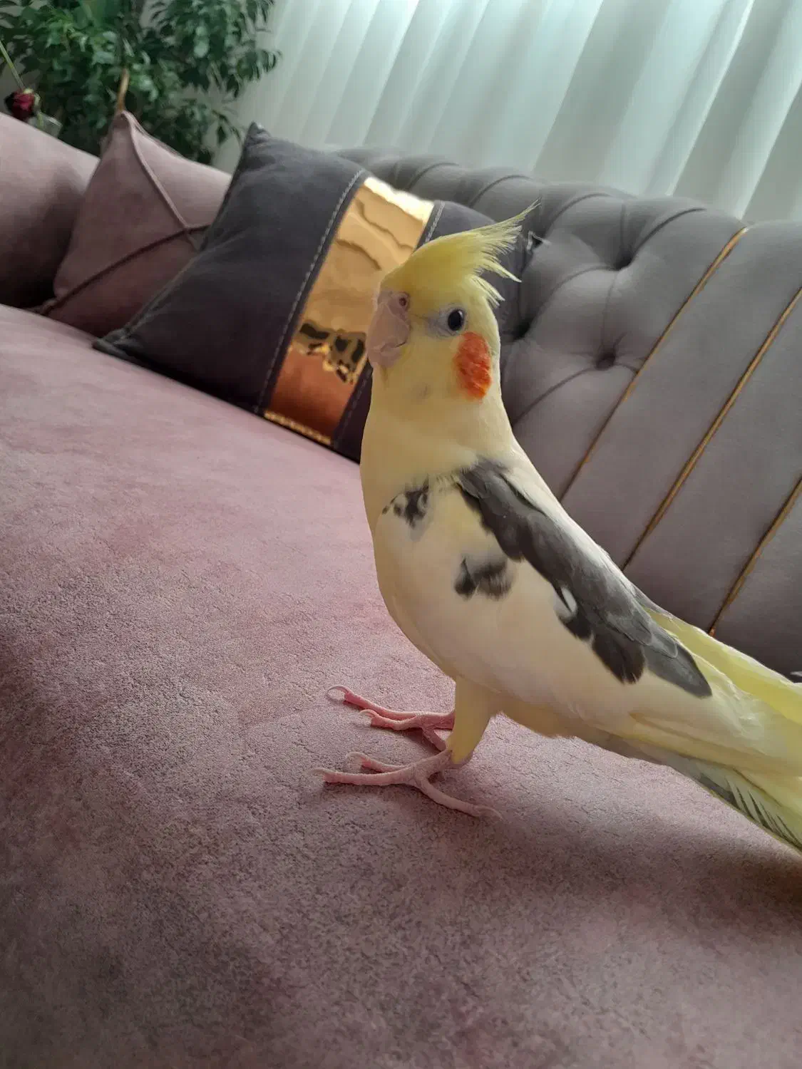 عروس هلندی دستی|پرنده|آران و بیدگل, |دیوار