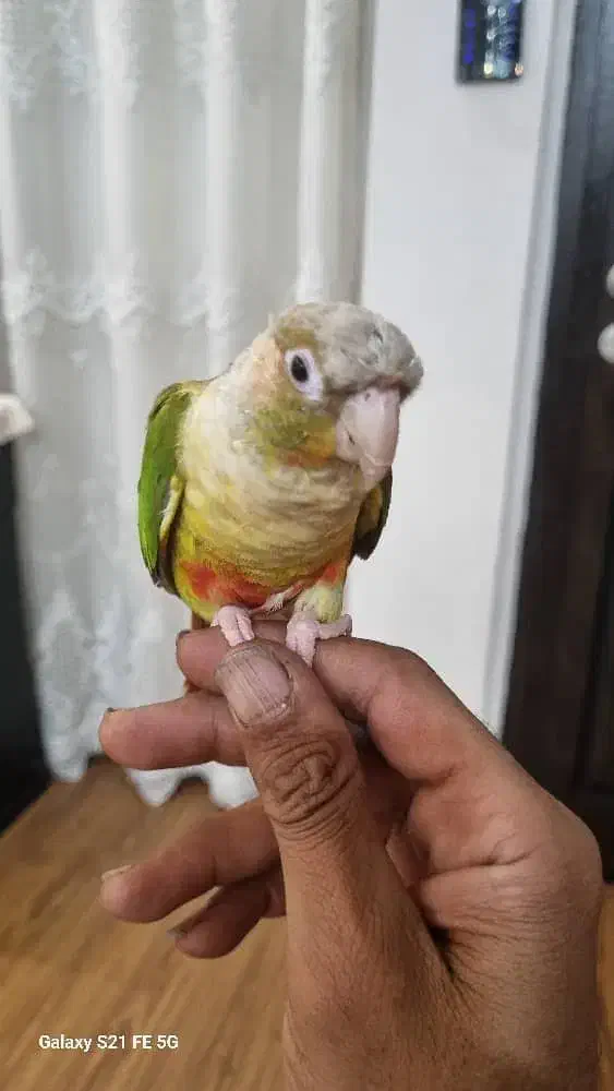 پرنده|پرنده|گرمسار, |دیوار