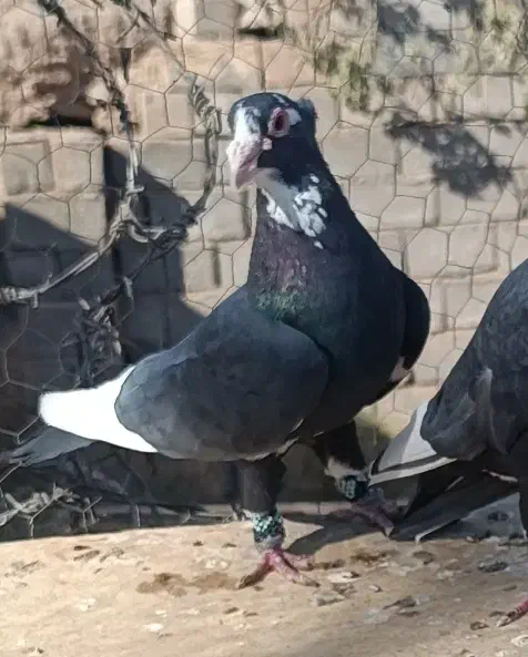 جفت سیا پلنگ عتیقه|پرنده|رفسنجان, |دیوار