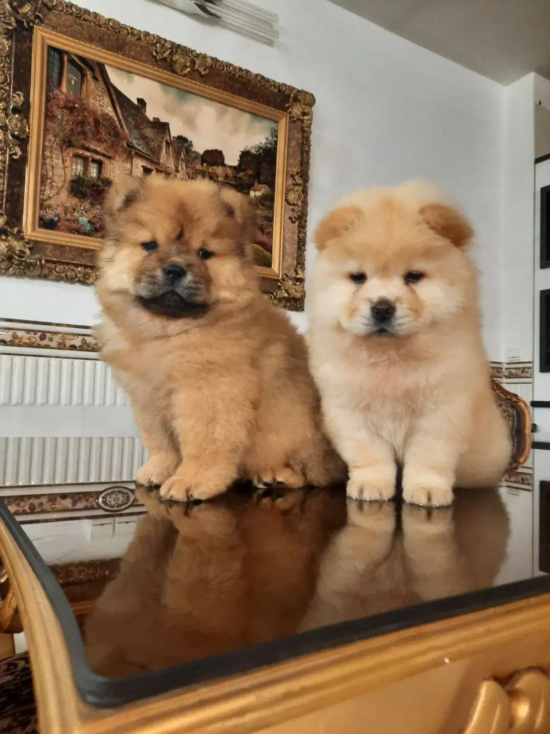 چاوچاو نرو ماده|سگ|رباطکریم, رباطکریم|دیوار