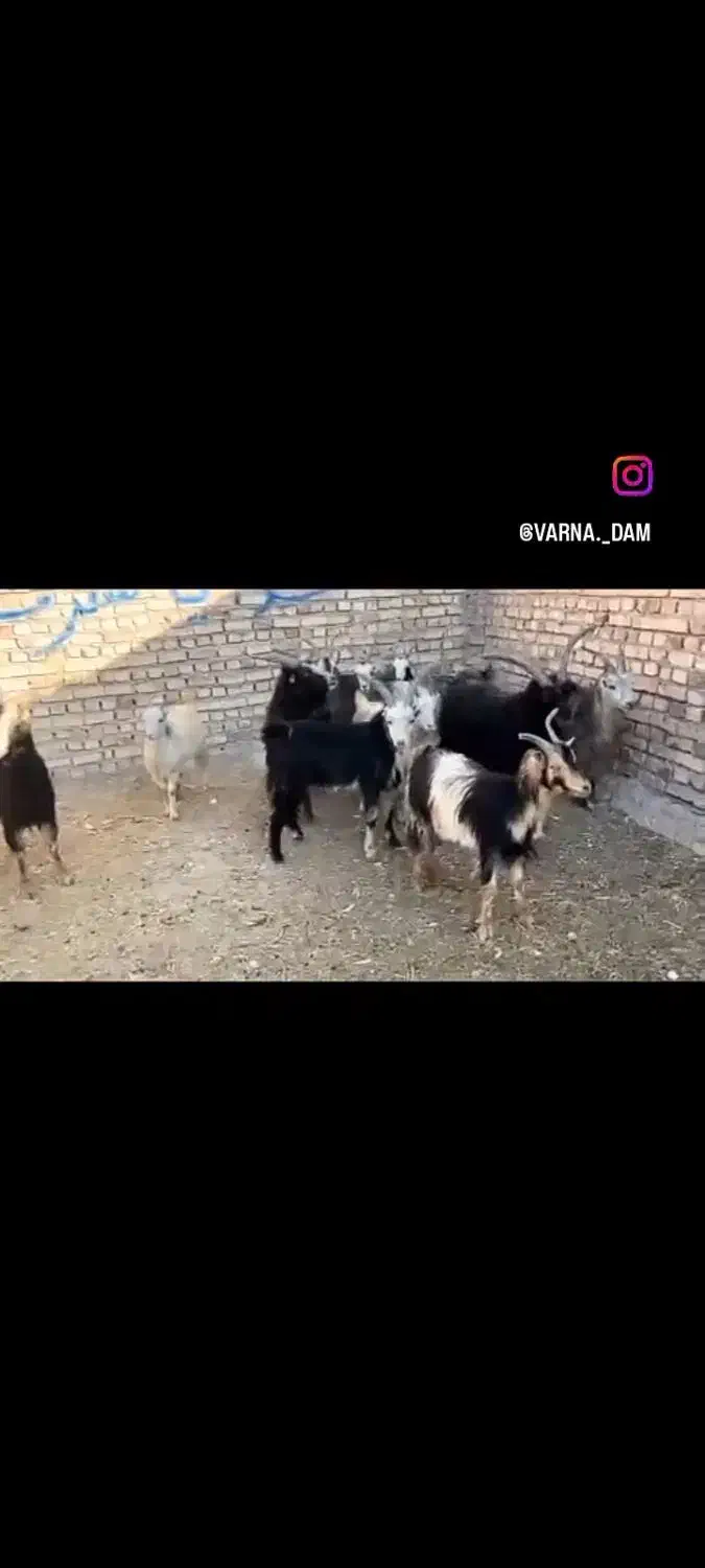 بز بزغاله بره میش قوچ|حیوانات مزرعه|جوادآباد, |دیوار