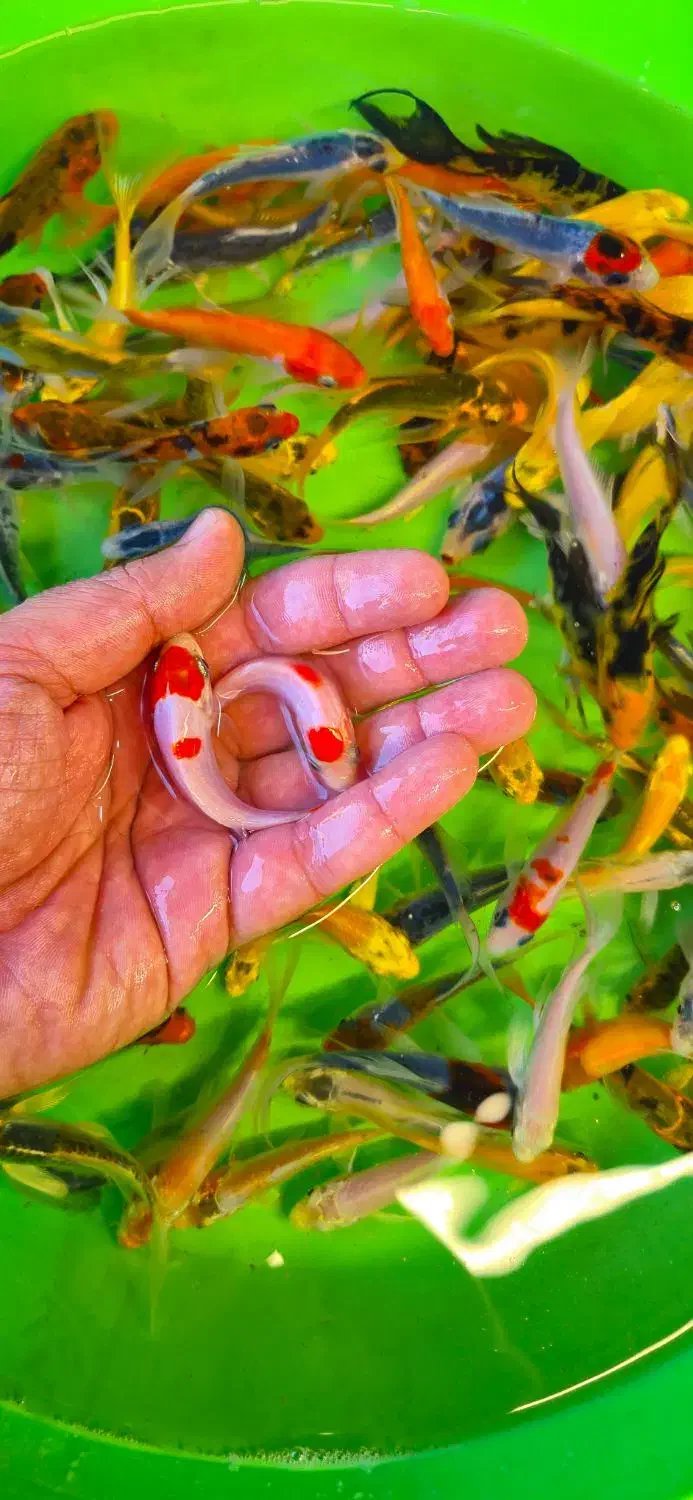 ماهی کوی در سایزهای مختلف|ماهی|شیراز, شهرک بهار|دیوار