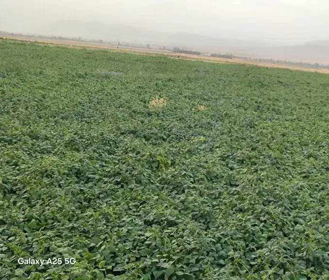 لوبیا قرمز قمی|خوردنی و آشامیدنی|کمیجان, |دیوار