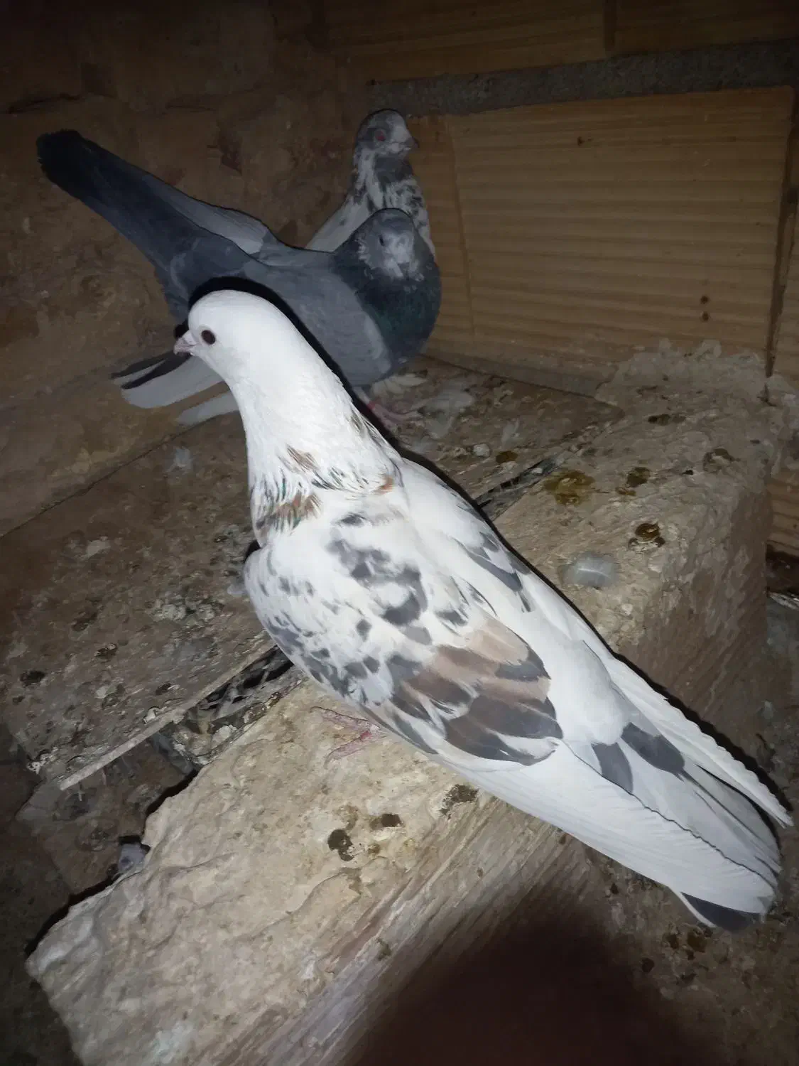 کبوترپرشی|پرنده|پاکدشت, پاکدشت (مامازند)|دیوار