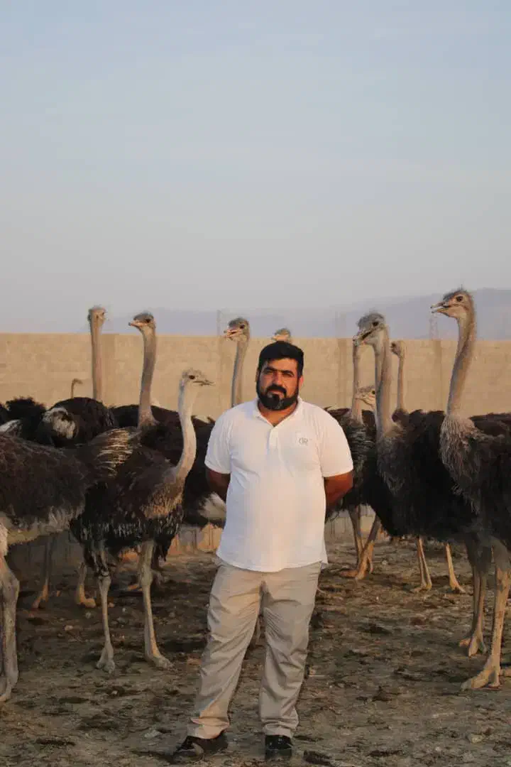 شتر مرغ|حیوانات مزرعه|شیراز, دارالرحمه|دیوار