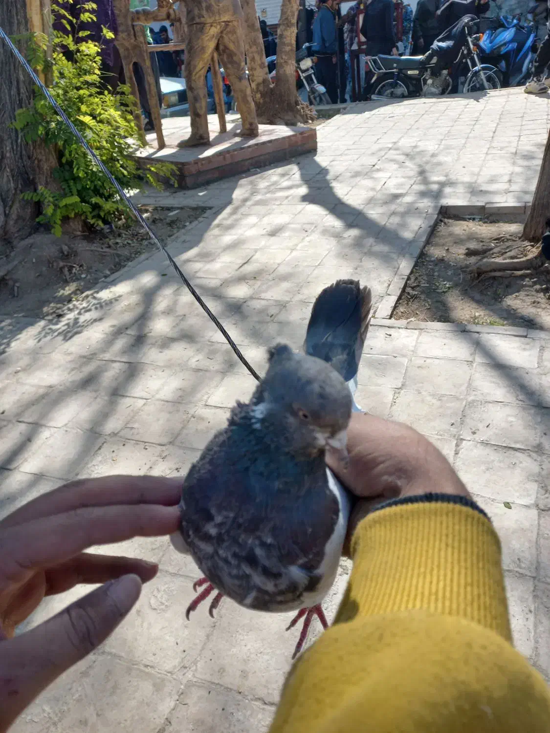 کله دمی سرجوزی|پرنده|بروجرد, |دیوار