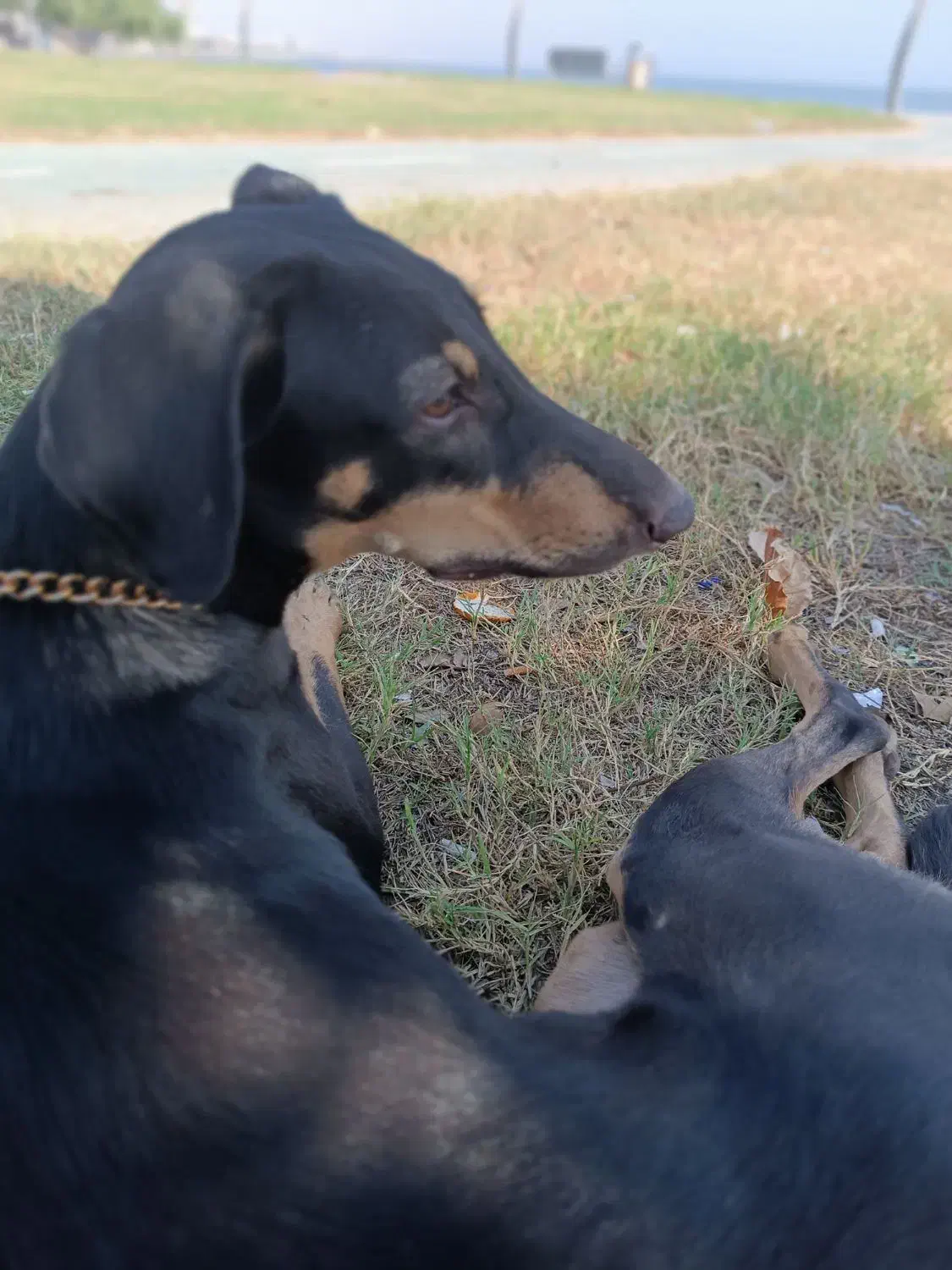 سگ دوبرمن. واگذار|سگ|بندرعباس, |دیوار