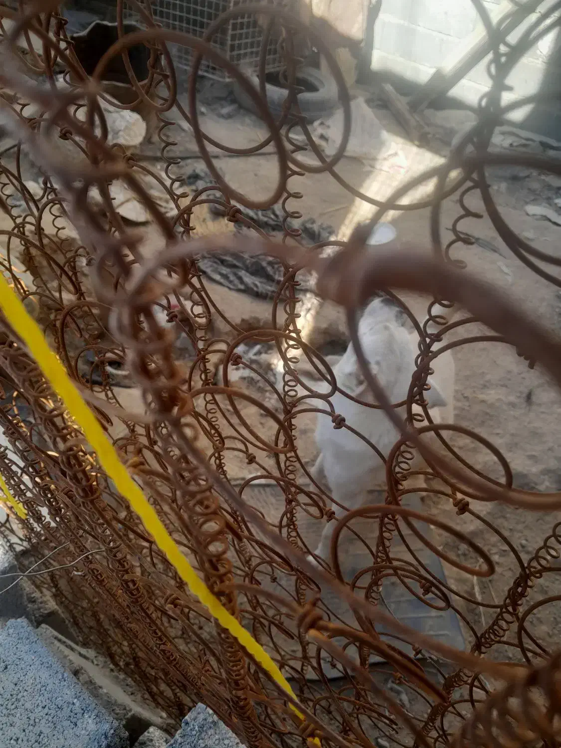 سگ خانگی دو رگه تمیز|سگ|شیروان (خراسان), |دیوار