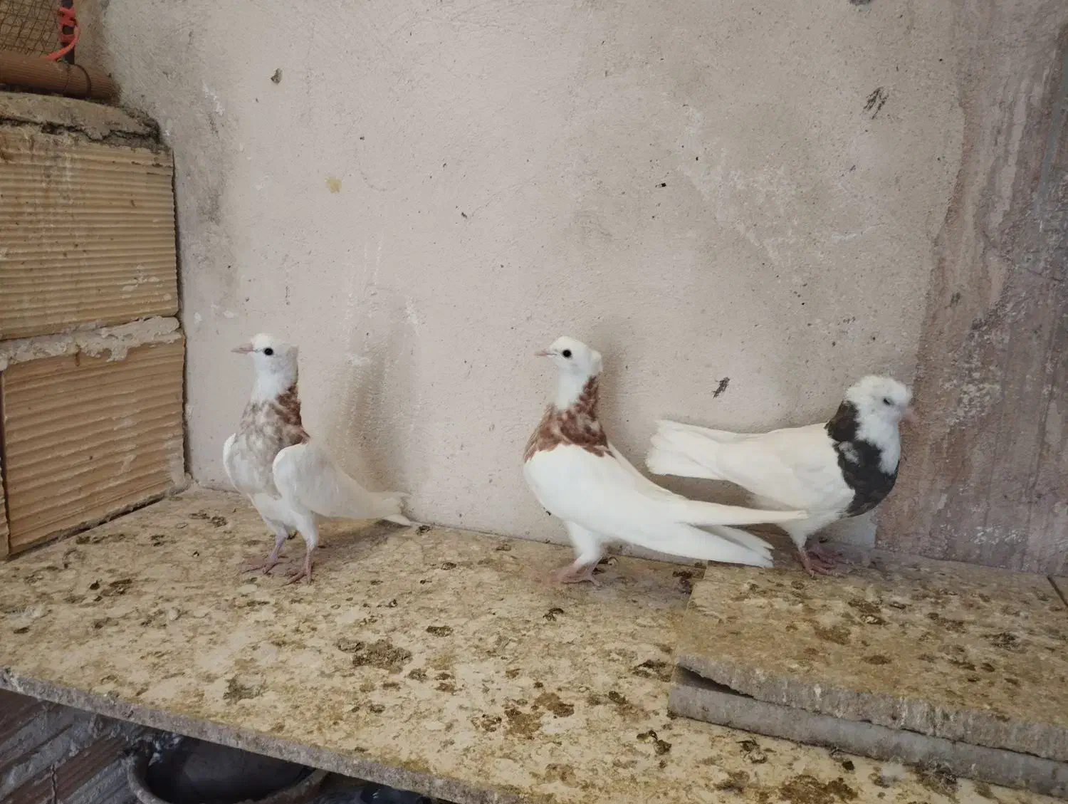 کبوتر طوقی|پرنده|پاکدشت, پاکدشت (مامازند)|دیوار