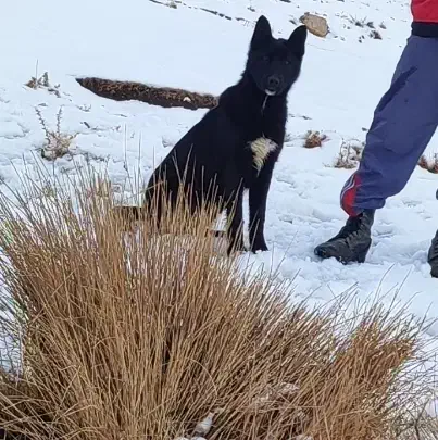 سگ ژرمن بلک|سگ|خاوه, |دیوار