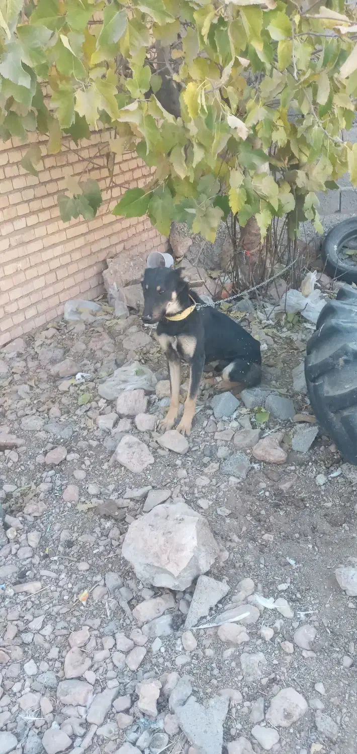 سگ دو رگه خارجی و سرابی|سگ|خانمیرزا, |دیوار