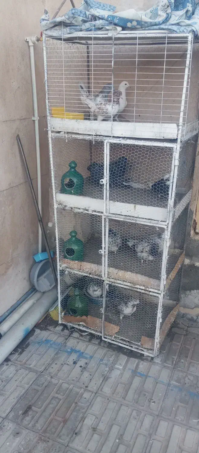 فروشقفسجفتکن.باکبوتر|لوازم جانبی حیوانات|سیرجان, |دیوار