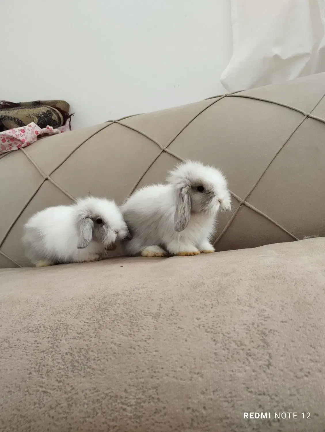 بچه خرگوش لوپ اصل|موش و خرگوش|تربت جام, حافظ|دیوار