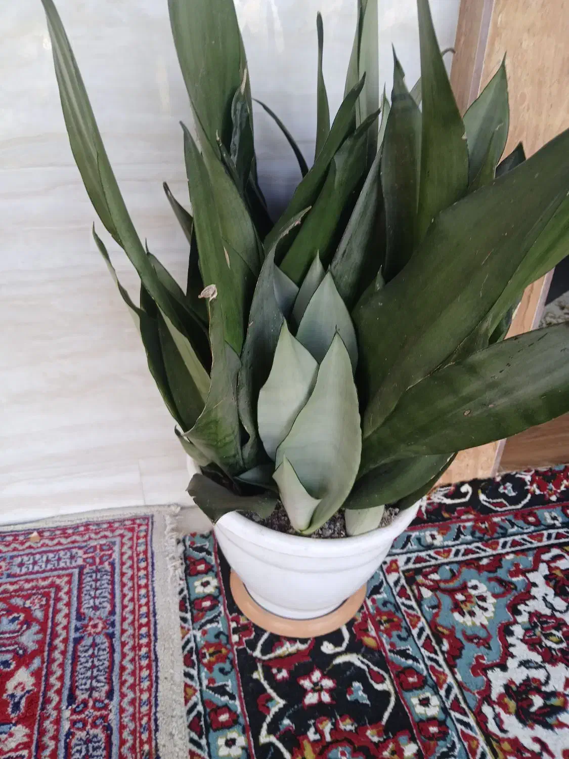 گل سانسوریا مهتابی سبز پاکوتاه متوسط|گل و گیاه طبیعی|سنگر, |دیوار