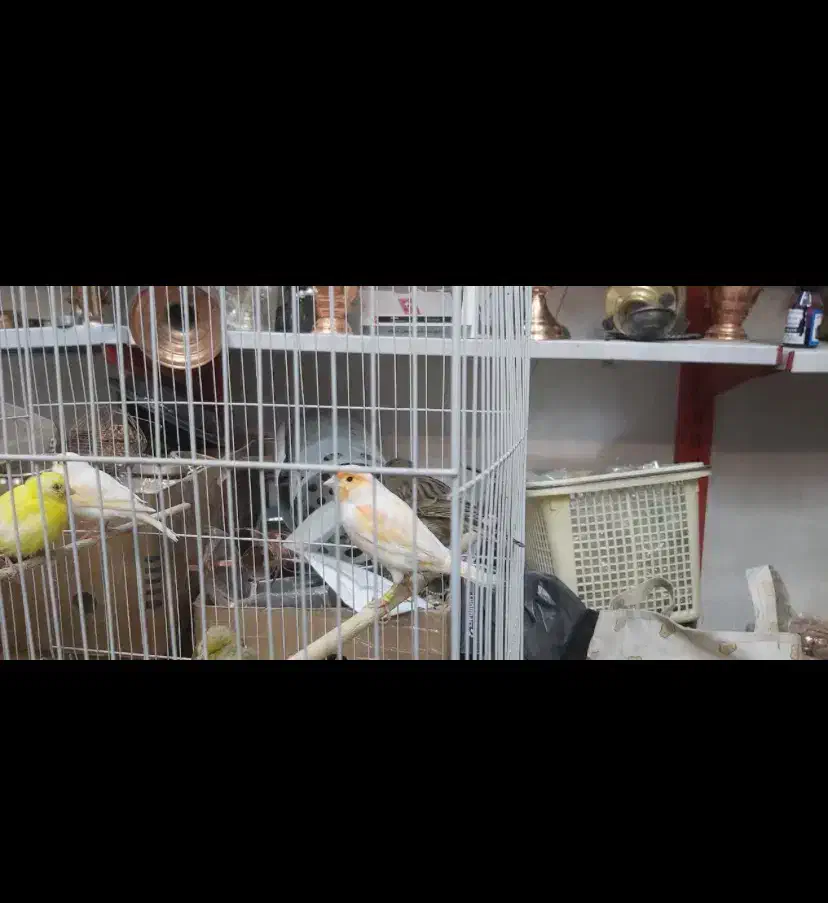 قناری و سهره|پرنده|مشهد, امام رضا (ع)|دیوار