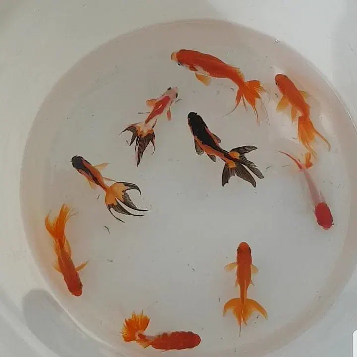 پخش عمده انواع ماهی قرمز|ماهی|جهرم, |دیوار