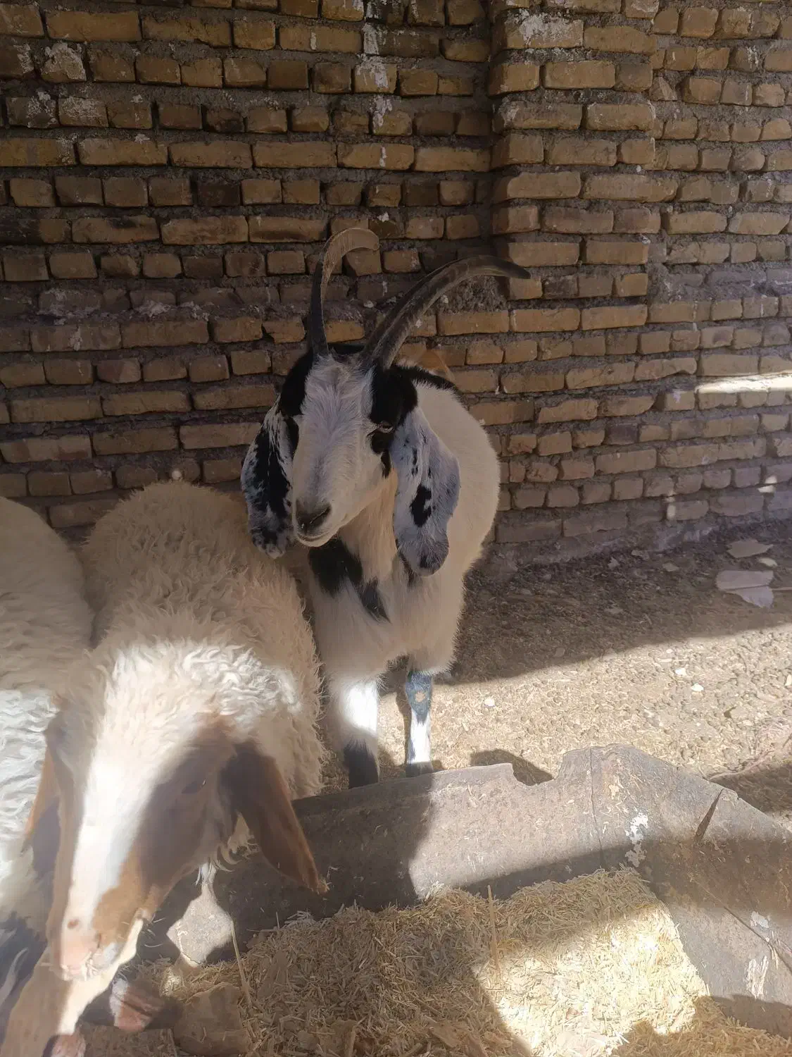 بزغاله اووست|حیوانات مزرعه|تربت‌حیدریه, رضاشهر|دیوار