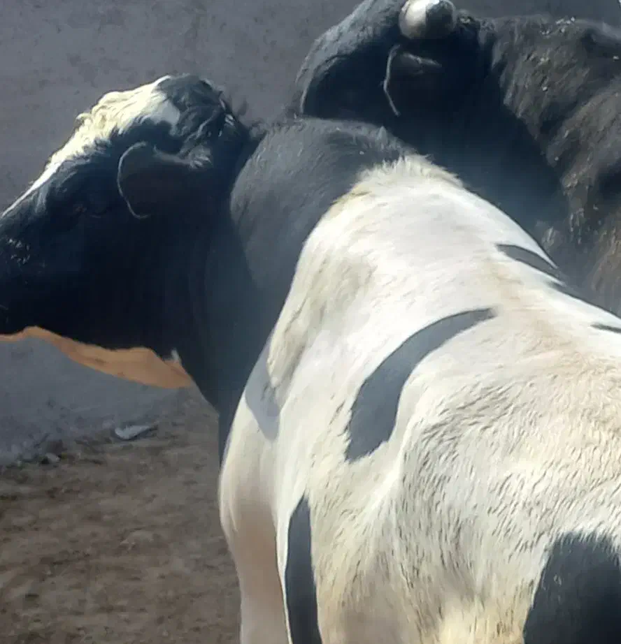 قصاب سلاخ گوسفند زنده گوساله زنده|حیوانات مزرعه|تهران, هفت حوض|دیوار