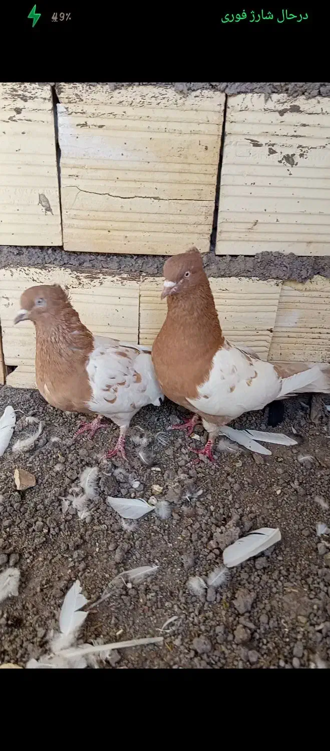 جفت سر زرد ضمانتی|پرنده|رفسنجان, |دیوار