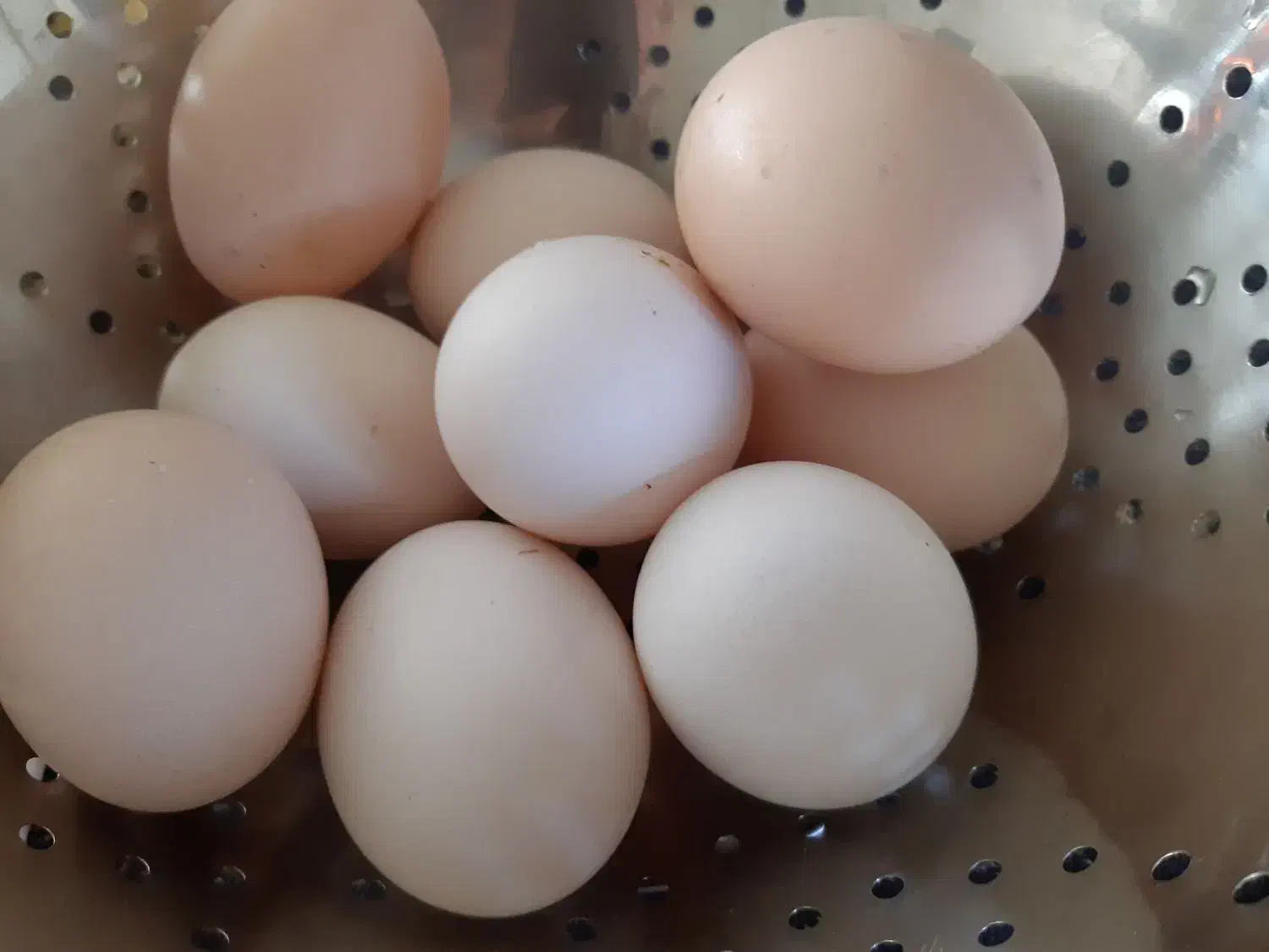 تخم مرغ بومی|خوردنی و آشامیدنی|لنجان, |دیوار