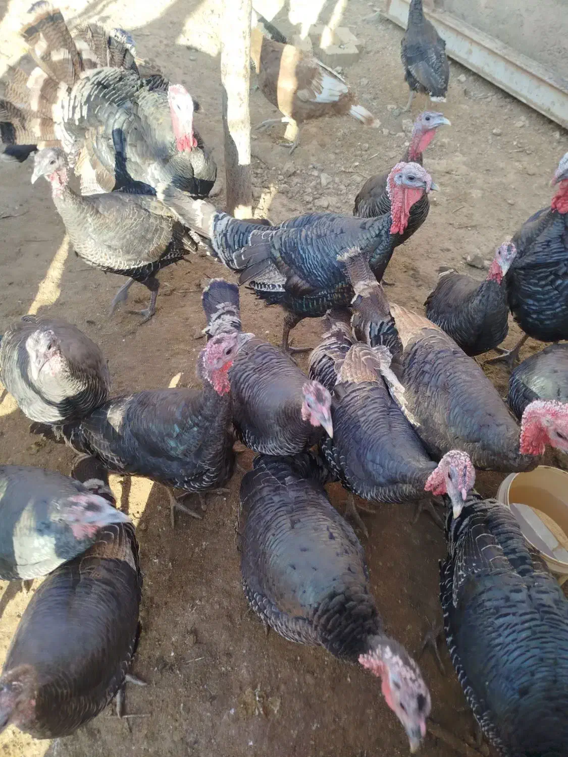 تعدادی بوقلمونو نر و ماده جوان|حیوانات مزرعه|قیدار, |دیوار