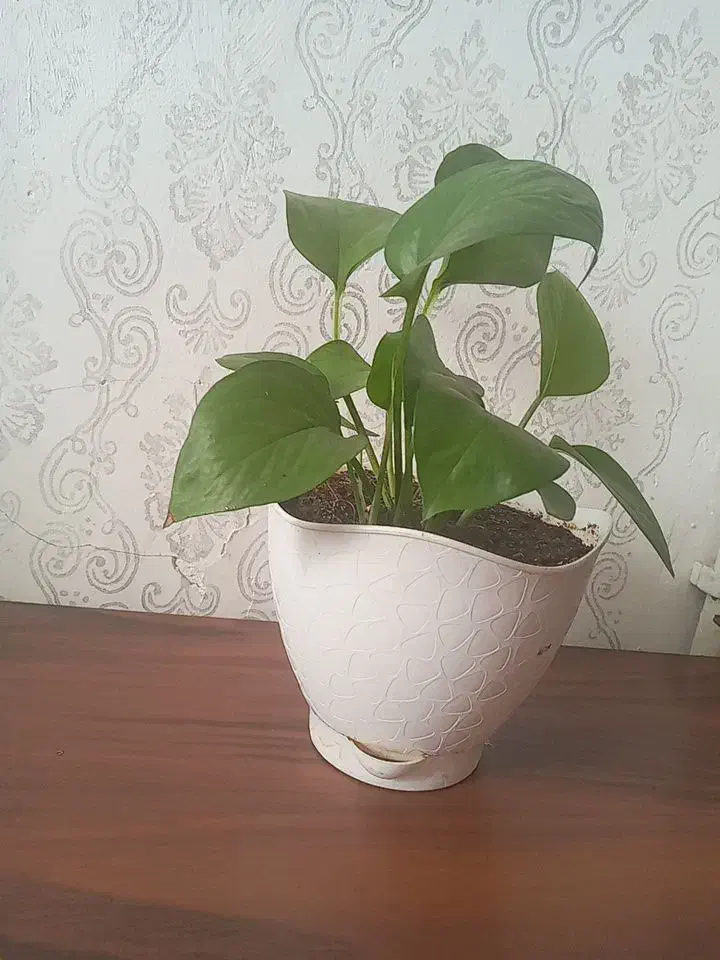گل رونده بدون نیاز به نور|گل و گیاه طبیعی|الوند, |دیوار
