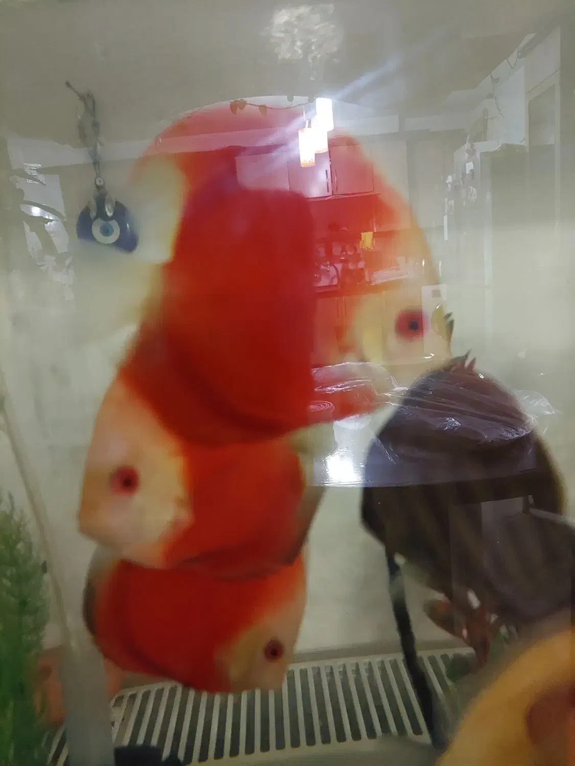 دیسکس رد ملون و آلبینو پلاتینیوم سایزبزرگ گریدبالا|ماهی|شاهینشهر, خبرنگار|دیوار