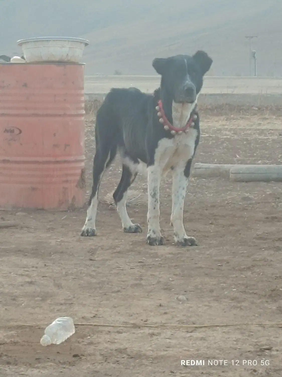 واگذاری سگ قدرجونی|سگ|دزفول, |دیوار