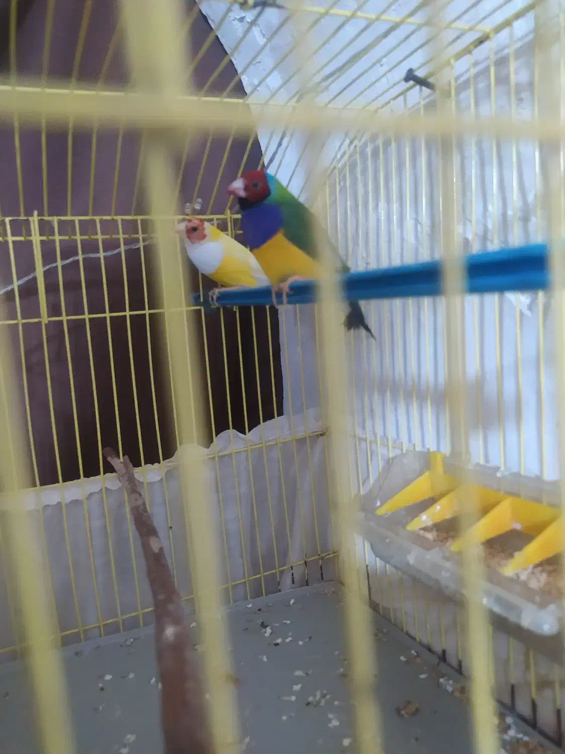 سره گلدین|پرنده|سمنان, |دیوار