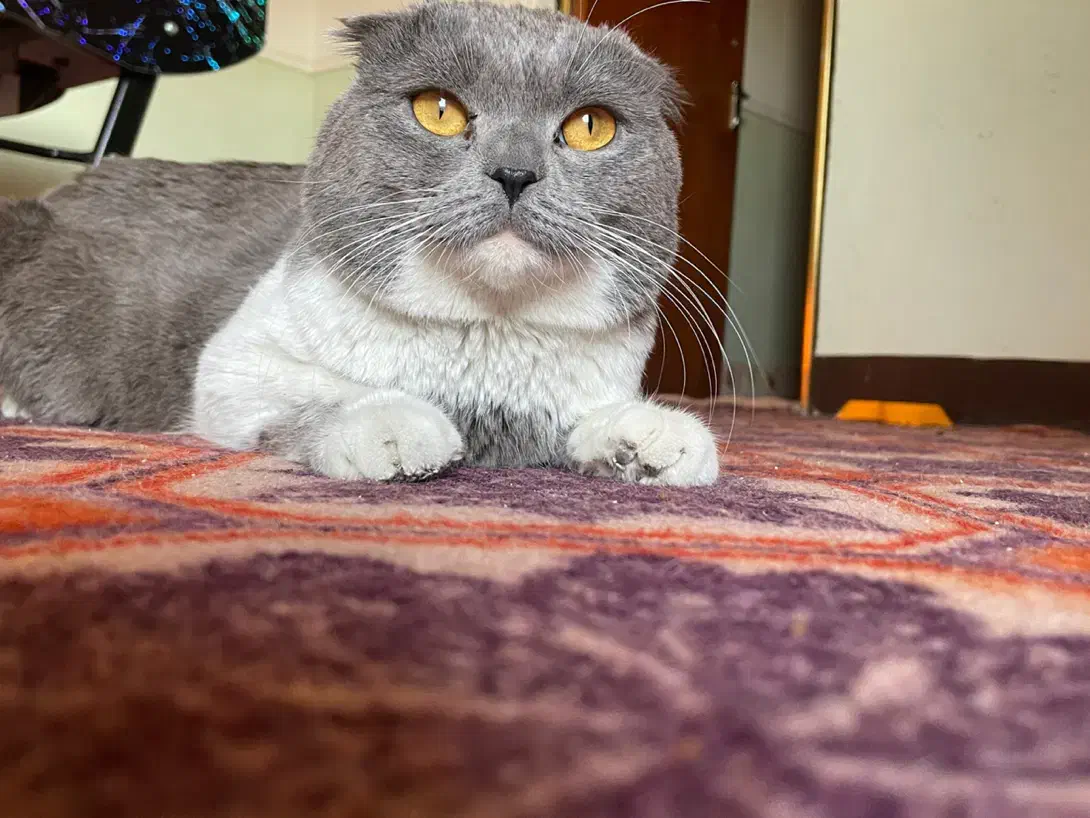 گربه اسکاتیش|گربه|بندر گناوه, |دیوار