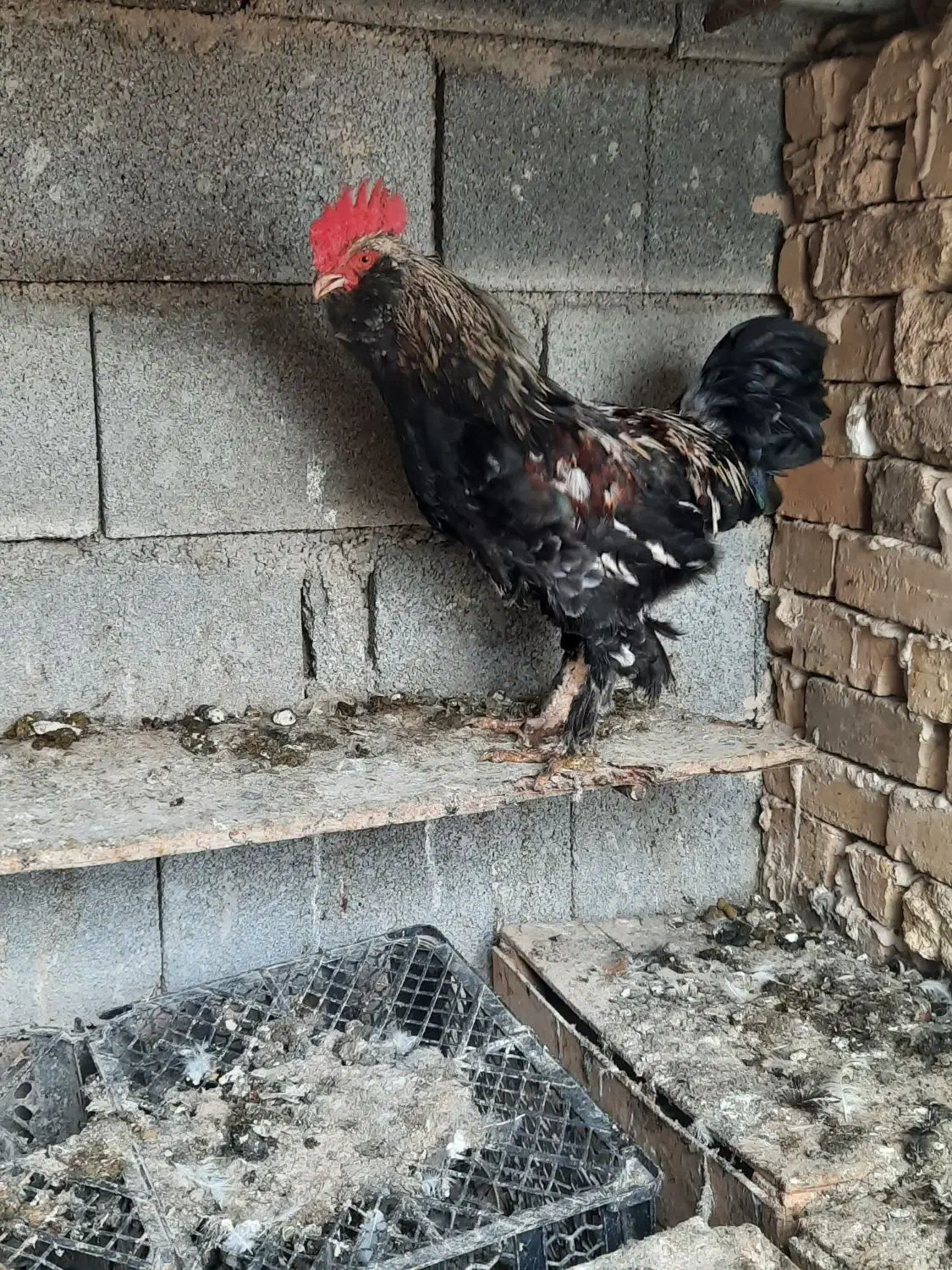 خروس زینتی|حیوانات مزرعه|سرپل ذهاب, |دیوار