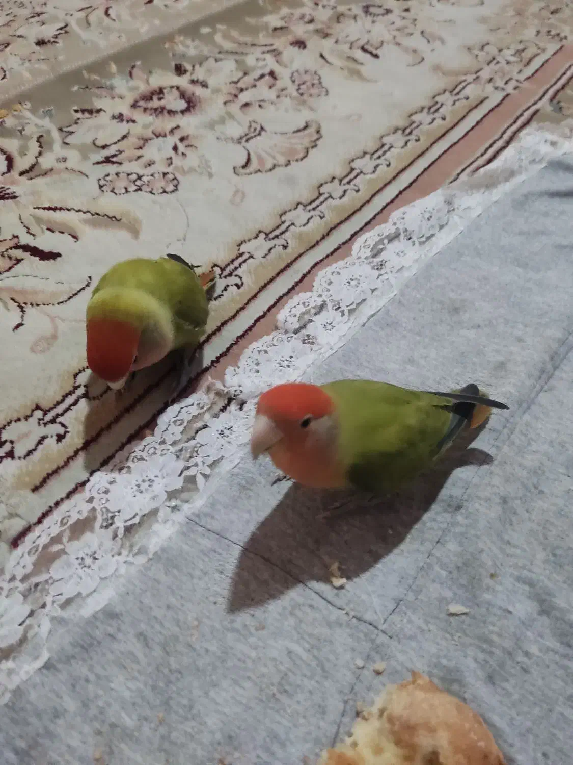 یه جفت طوطی کوتوله سخنگو|پرنده|مشهد, قائم|دیوار