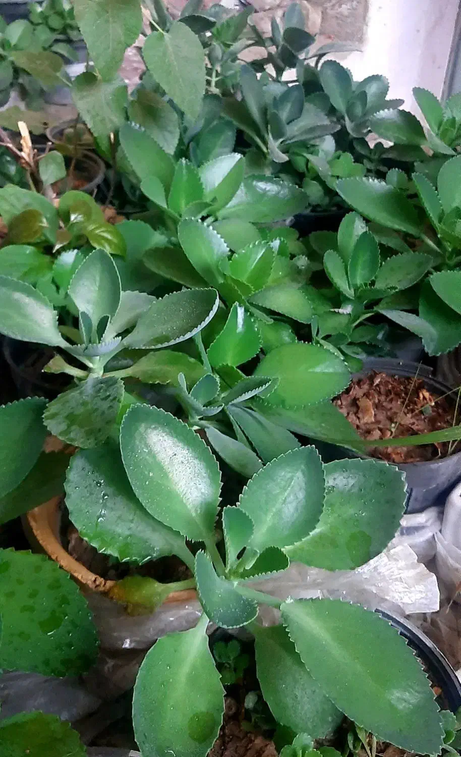 گل خانگی|گل و گیاه طبیعی|اصفهان, کساره|دیوار