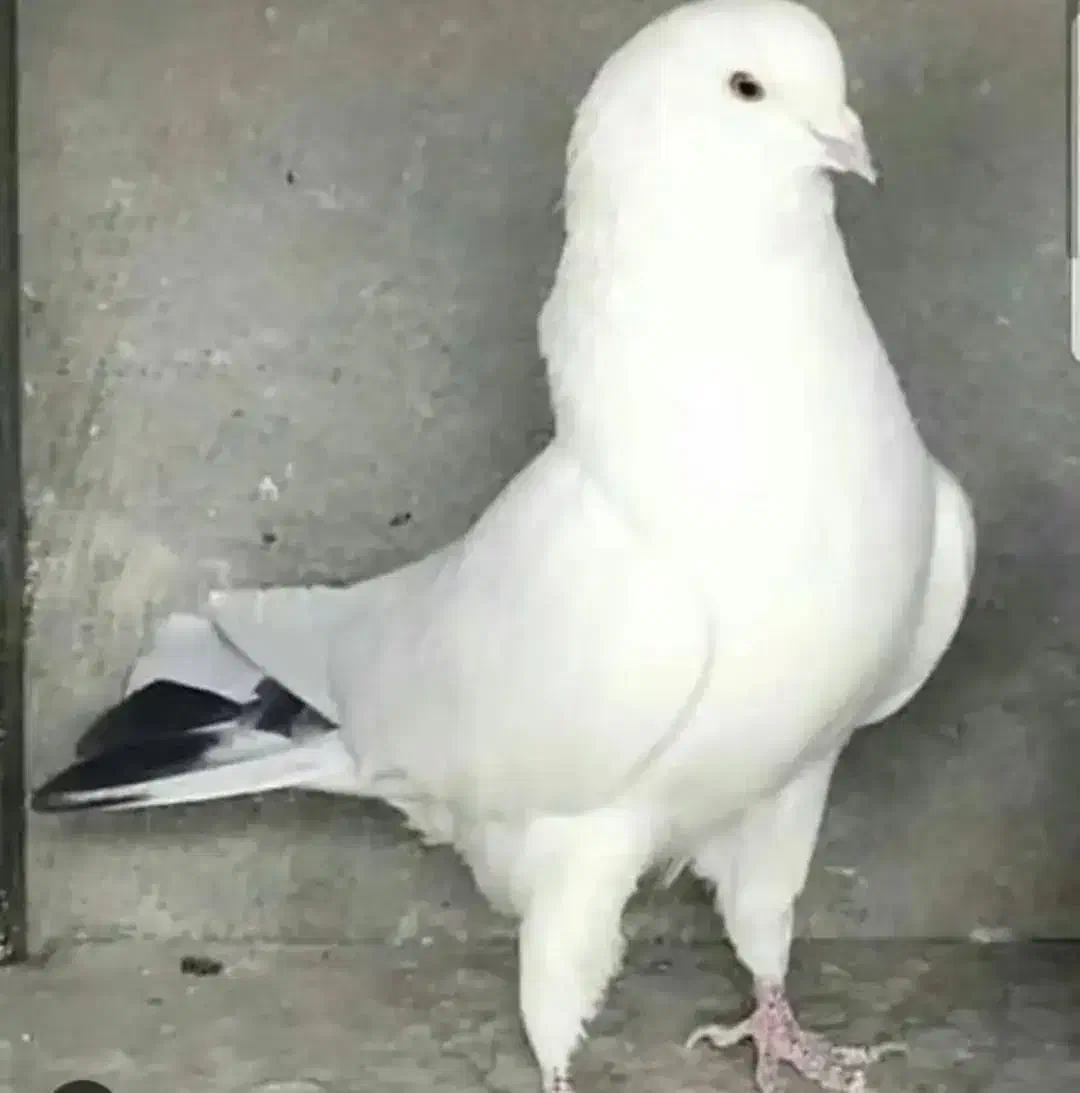 کبوتر بعد ظهری|پرنده|خمینی‌شهر, |دیوار