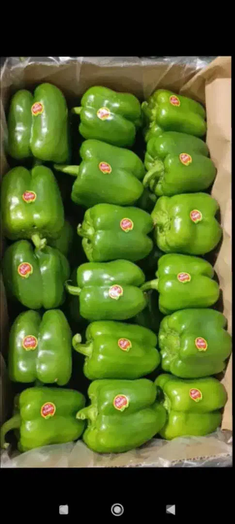 تامین میوه وصیفی جات|خدمات پذیرایی، مراسم|تهران, میدان میوه و ترهبار مرکزی|دیوار