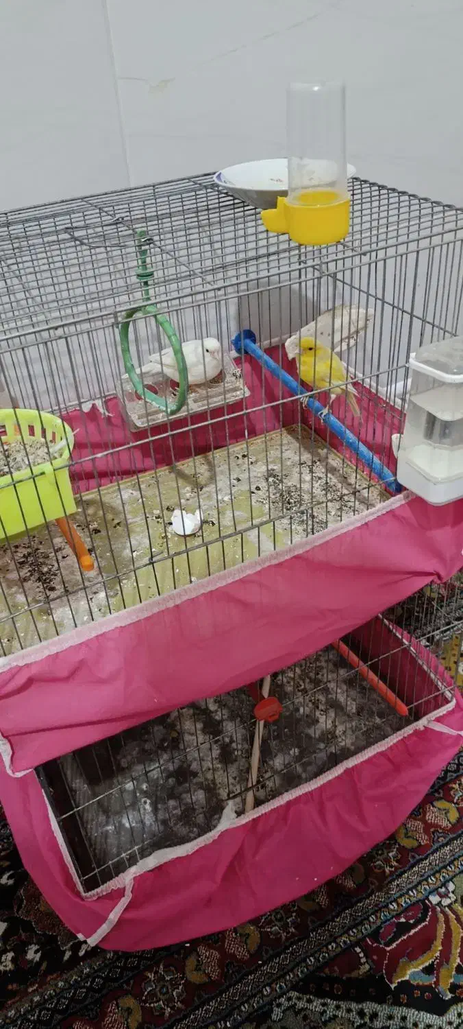 پرنده قناری|پرنده|حبیب آباد, |دیوار