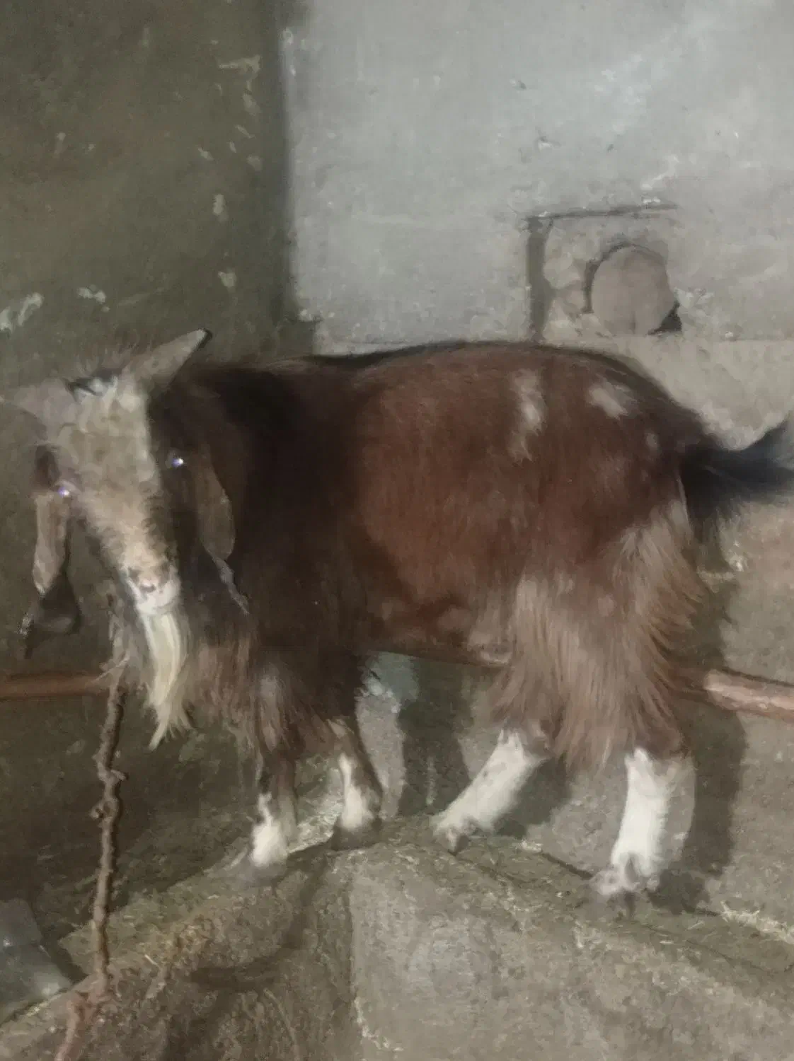 چپش نر|حیوانات مزرعه|دورود, |دیوار