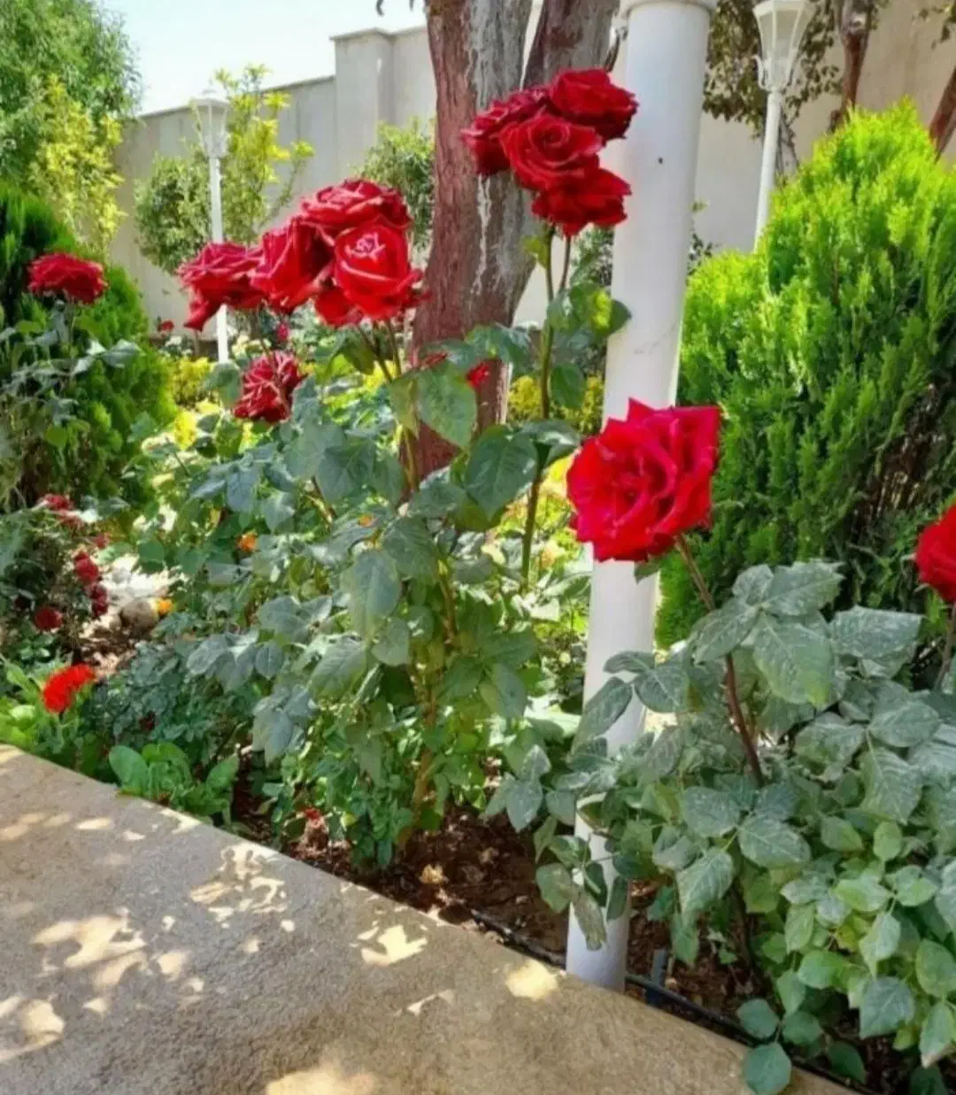 باغبانی|خدمات باغبانی و درختکاری|رباط‌کریم, رباط‌کریم|دیوار