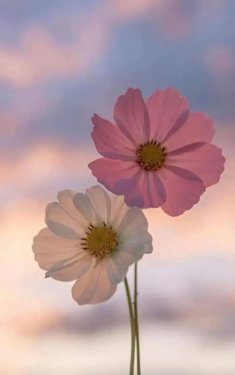 میگرن کمک|فعالیت داوطلبانه تحقیقاتی|سنندج, |دیوار