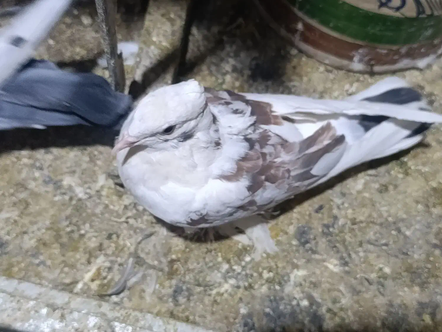 کفتر زینتی|پرنده|قم, نیروگاه|دیوار