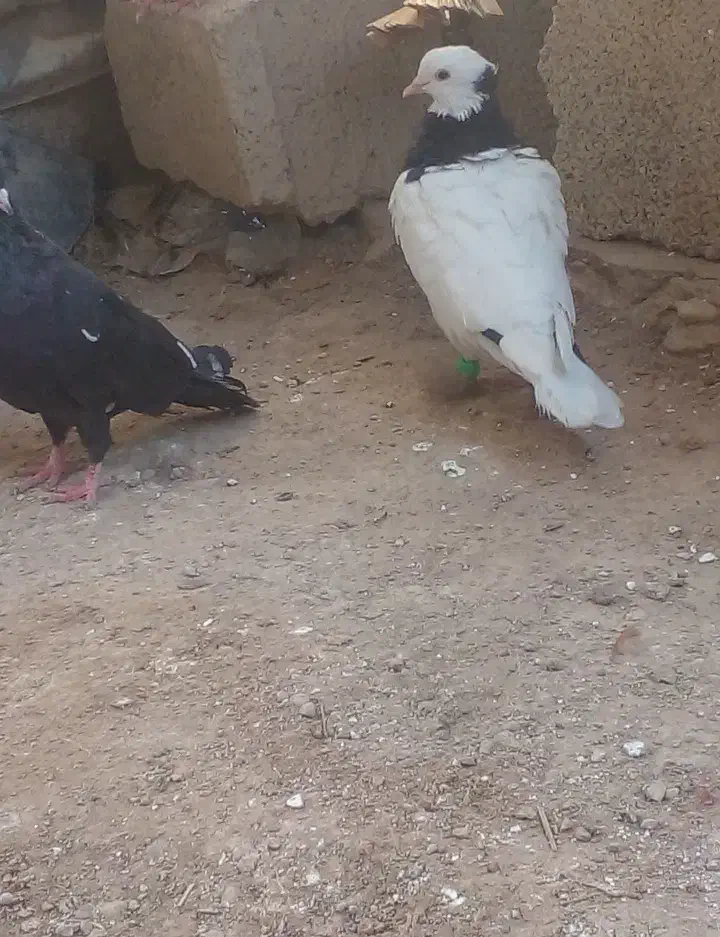 کفتر|پرنده|مسجد سلیمان, |دیوار