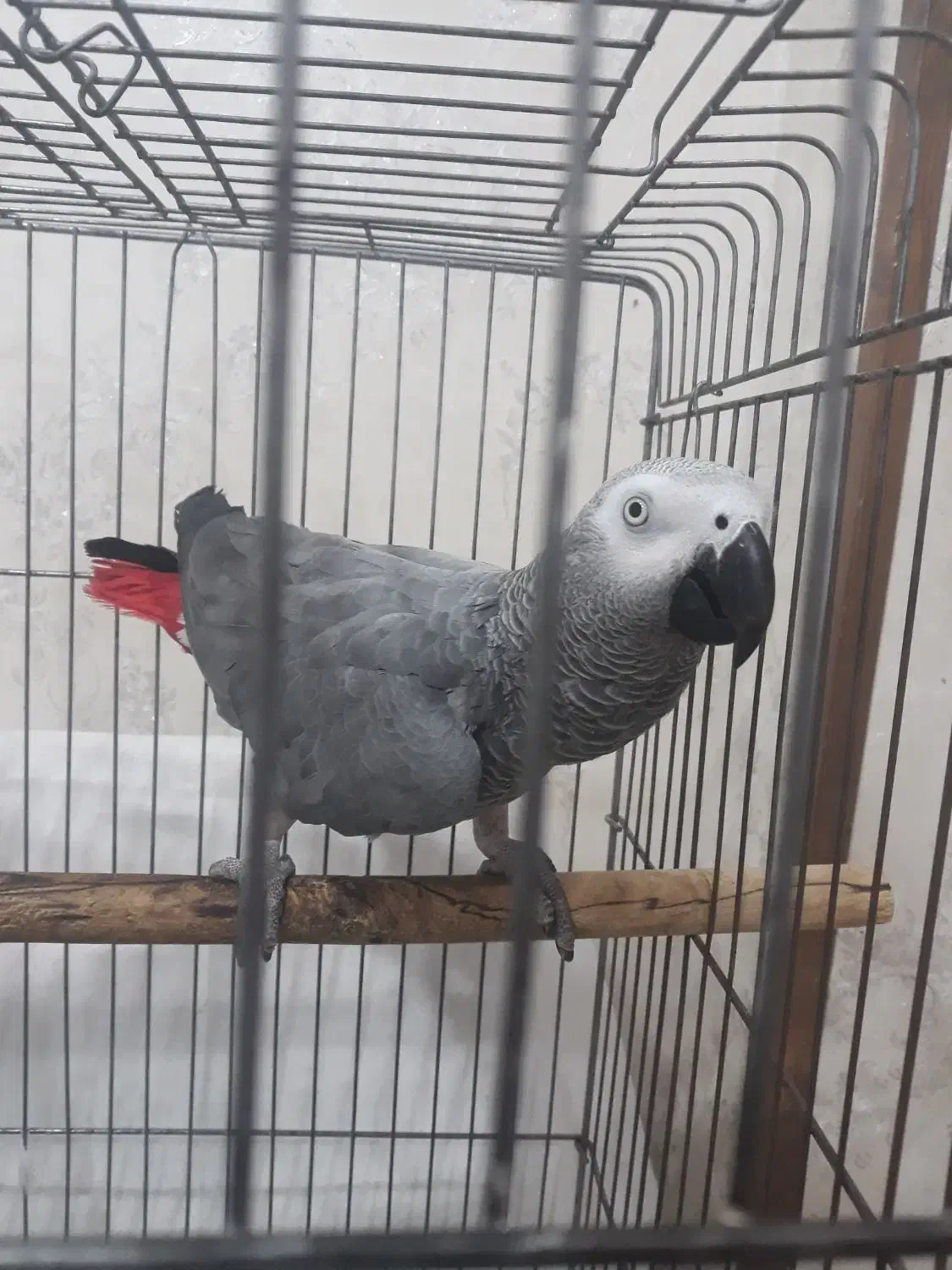 کاسکو|پرنده|اهواز, شهرک دانشگاه|دیوار